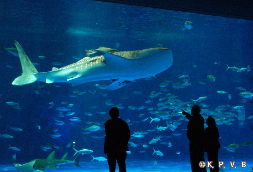 いおワールドかごしま水族館