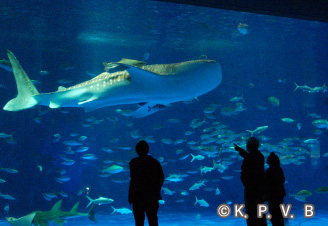 いおワールドかごしま水族館